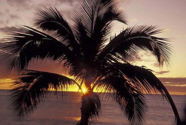 USA, Hawaii, Maui, Kihei Beach Silhouetted palm at sunset