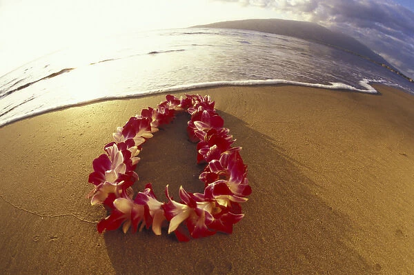 USA, Hawaii, Maui, Kihei Beach Vanda Miss Joaquim Orchid lei at sunset