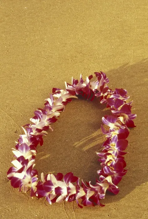 Framed Print : USA, Hawaii, Maui, Kihei Beach Vanda Miss Joaquim Orchid lei on beach Framed Print : USA, Hawaii, Maui, Kihei Beach Vanda Miss Joaquim Orchid lei on beach