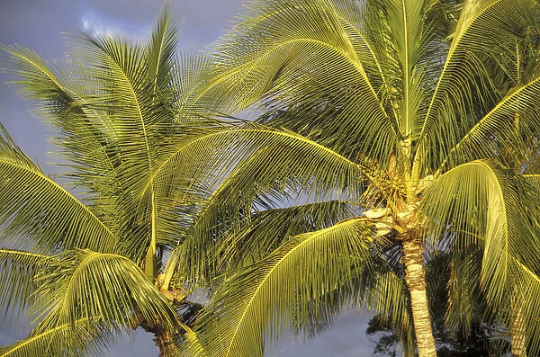 USA, Hawaii, Maui, Kihei Evening light on palms in wind