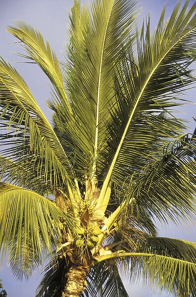 USA, Hawaii, Maui, Kihei Evening light on palms in wind