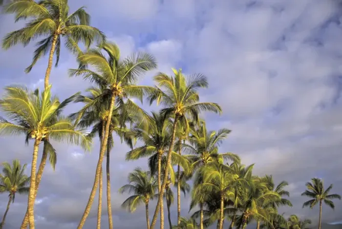 Framed Print : USA, Hawaii, Maui, Kihei Evening light on palms in wind Framed Print : USA, Hawaii, Maui, Kihei Evening light on palms in wind