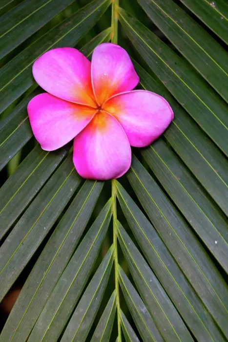 Framed Print : USA, Hawaii, Maui, Kihei. Palm leaf with single Plumeria flower bloom