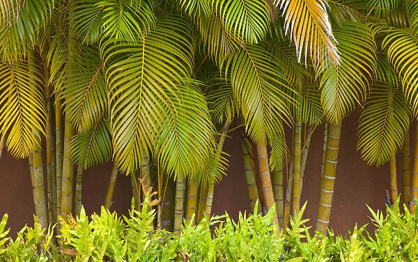 USA, Hawaii, Maui, Kihei, Palm trees growing along wall