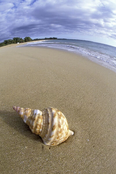 USA, Hawaii, Maui, Makena Beach Shell on beach