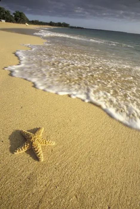 Framed Print : USA, Hawaii, Maui, Makena Beach Starfish and surf Framed Print : USA, Hawaii, Maui, Makena Beach Starfish and surf