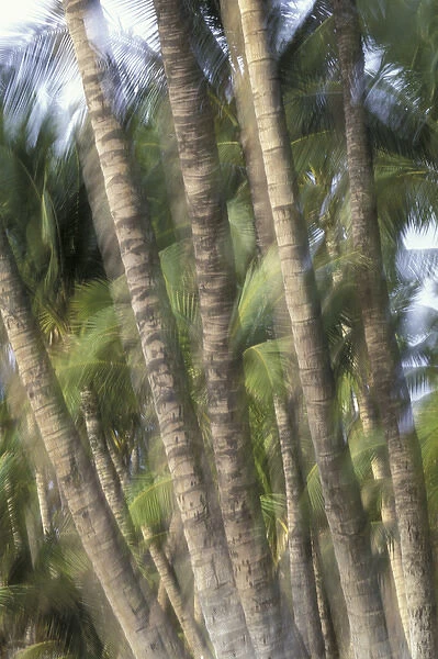 USA, Hawaii, Maui, Maui, Kihei Palm tree trunks