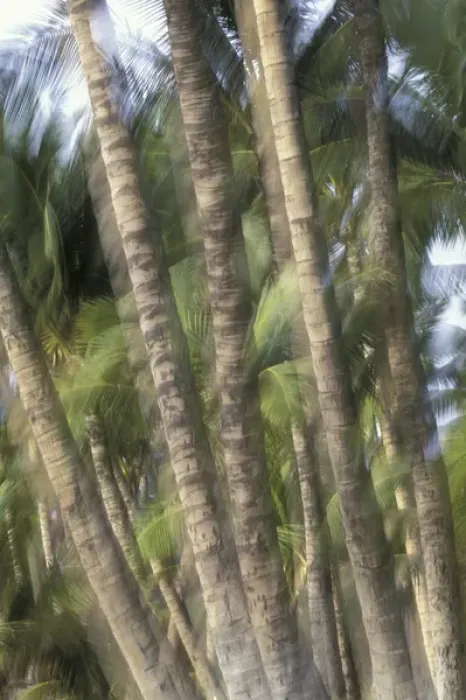 Framed Print : USA, Hawaii, Maui, Maui, Kihei Palm tree trunks Framed Print : USA, Hawaii, Maui, Maui, Kihei Palm tree trunks