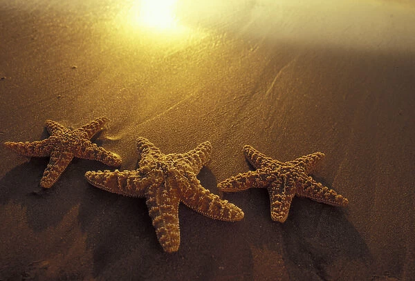 USA, Hawaii, Maui, Maui, Kihei Starfish and sand, reflected sunset