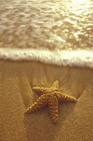 USA, Hawaii, Maui, Maui, Kihei, Starfish and sand, reflected sunset