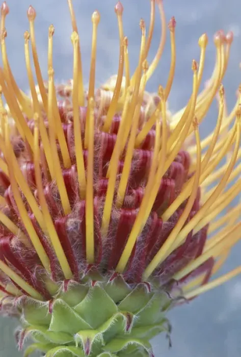 Framed Print : USA, Hawaii, Maui Protea closeup Framed Print : USA, Hawaii, Maui Protea closeup
