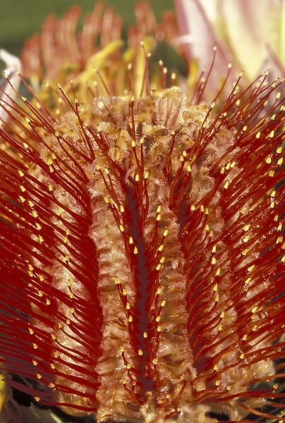 USA, Hawaii, Maui Protea closeup