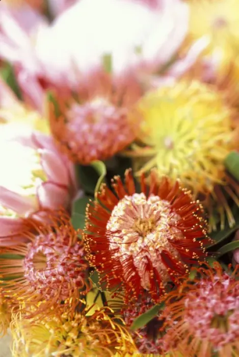 Framed Print : USA, Hawaii, Maui Protea display Framed Print : USA, Hawaii, Maui Protea display