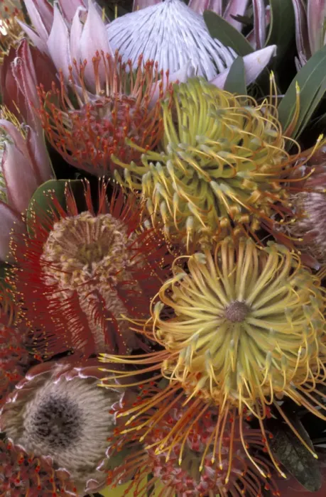 Framed Print : USA, Hawaii, Maui Protea display Framed Print : USA, Hawaii, Maui Protea display