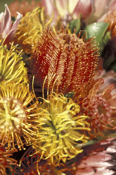 USA, Hawaii, Maui Protea display