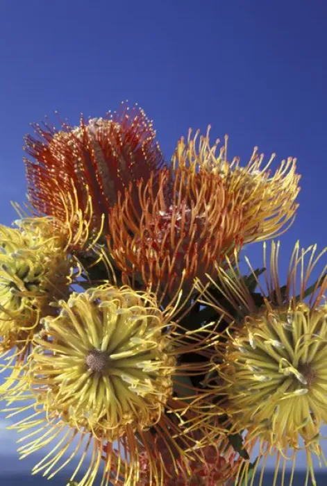 Framed Print : USA, Hawaii, Maui Protea group against a blue sky Framed Print : USA, Hawaii, Maui Protea group against a blue sky