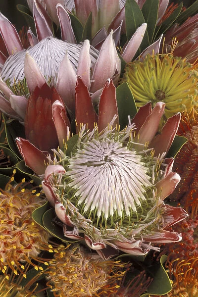 USA, Hawaii, Maui Protea with King protea