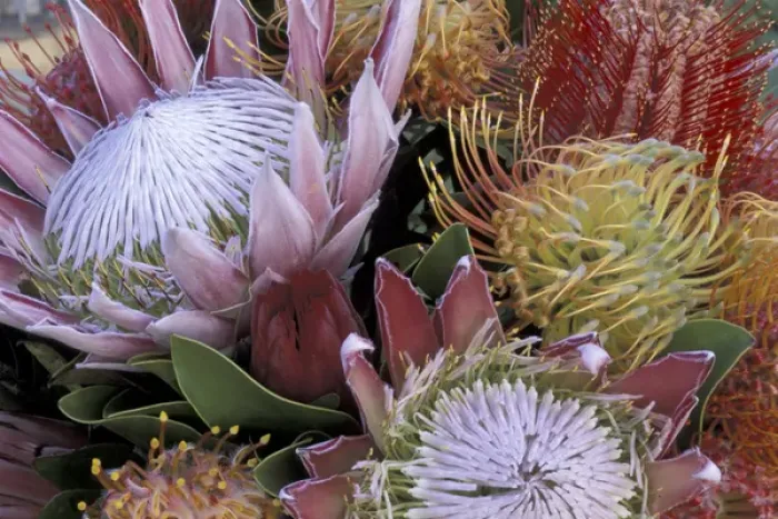 Framed Print : USA, Hawaii, Maui Protea with king protea Framed Print : USA, Hawaii, Maui Protea with king protea