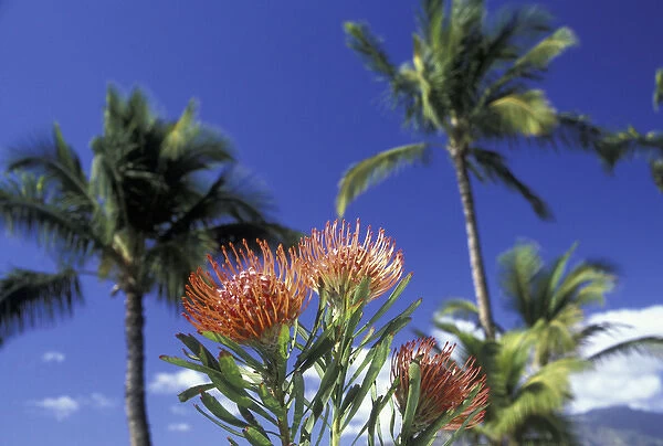 USA, Hawaii, Maui Protea and palms