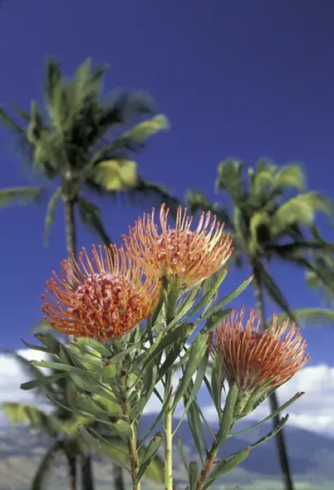 Framed Print : USA, Hawaii, Maui Protea and palms Framed Print : USA, Hawaii, Maui Protea and palms