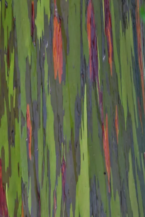 Framed Print : USA, Hawaii, Maui. Rainbow eucalyptus Framed Print : USA, Hawaii, Maui. Rainbow eucalyptus