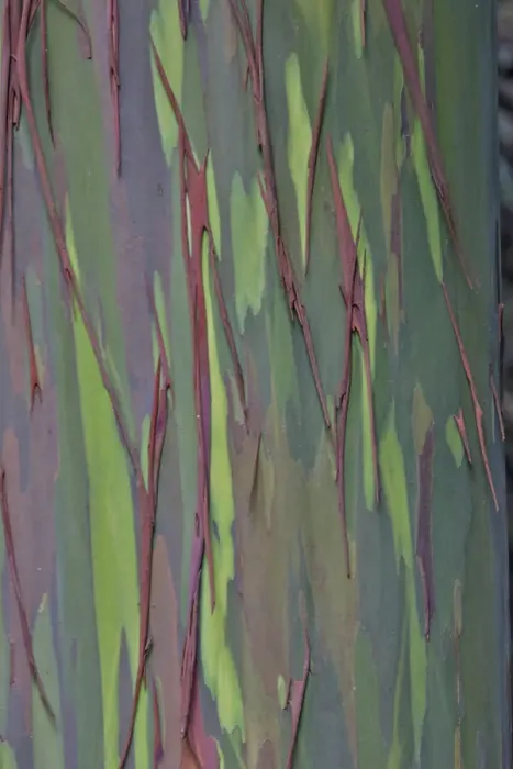 Framed Print : USA, Hawaii, Maui. Rainbow eucalyptus tree trunk with strips of greens and tan