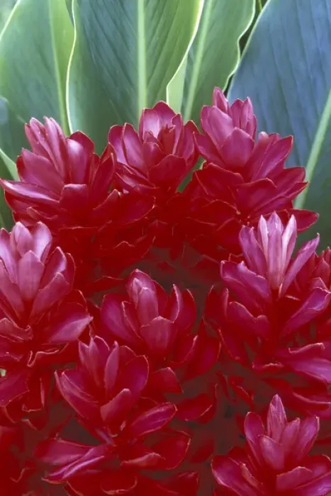 Framed Print : USA, Hawaii, Maui Red ginger (Alpinia purpurata)