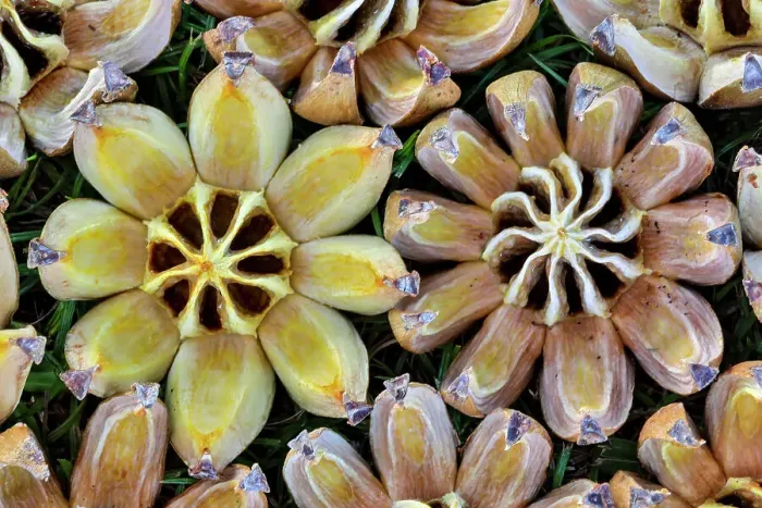 Framed Print : USA, Hawaii, Maui. Seed pods open in circular design