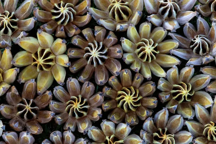 Framed Print : USA, Hawaii, Maui. Seed pods open in circular design Framed Print : USA, Hawaii, Maui. Seed pods open in circular design