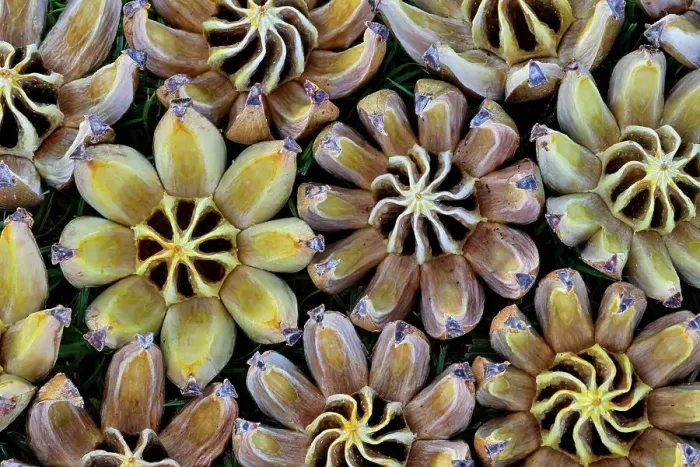 Framed Print : USA, Hawaii, Maui. Seed pods open in circular design Framed Print : USA, Hawaii, Maui. Seed pods open in circular design