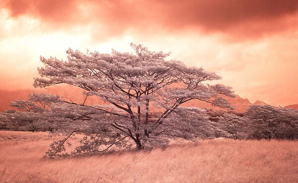 USA, Hawaii, Maui. Sepia infrared image of lone tree in field