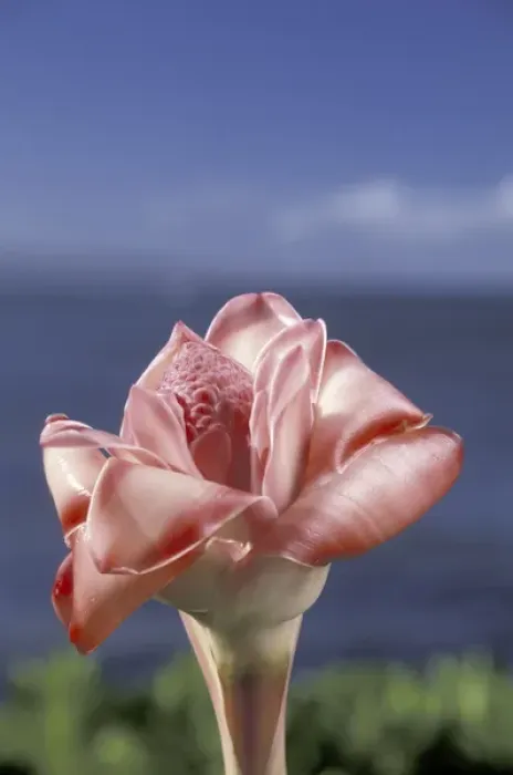 Framed Print : USA, Hawaii, Maui Torch ginger (Etlingera elatior) and blue sky Framed Print : USA, Hawaii, Maui Torch ginger (Etlingera elatior) and blue sky