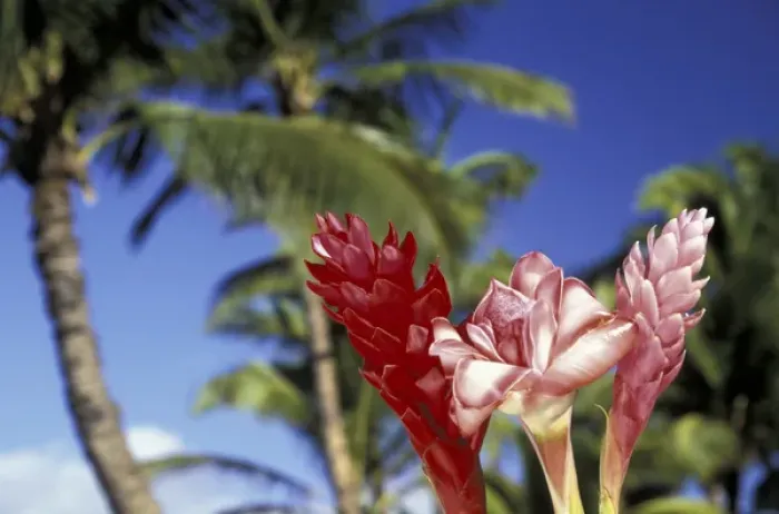 Framed Print : USA, Hawaii, Maui Trio of giner and palm trees