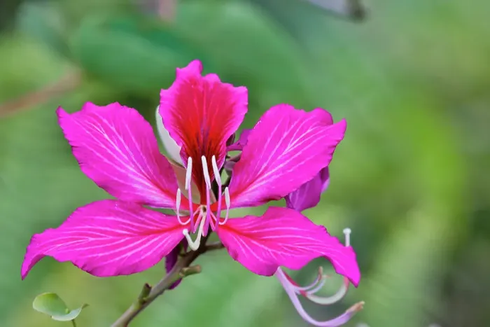 Framed Print : USA, Hawaii, Maui. Tropical garden with bright pink Bauhinia tropical tree Framed Print : USA, Hawaii, Maui. Tropical garden with bright pink Bauhinia tropical tree