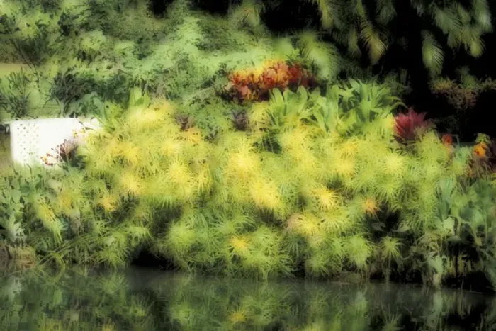Framed Print : USA, Hawaii, Maui Tropical garden, soft focus Framed Print : USA, Hawaii, Maui Tropical garden, soft focus