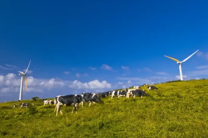 Framed Print : USA, Hawaii, North Kohala, Upolu Point. Cows grazing on the grass at a windmill farm Framed Print : USA, Hawaii, North Kohala, Upolu Point. Cows grazing on the grass at a windmill farm