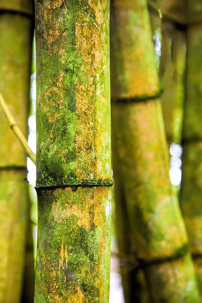 USA; Hawaii; Oahu; Close up of Bamboo stocks
