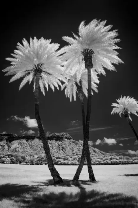 Framed Print : USA, Hawaii, Oahu, Honolulu, Kapiolani Park Diamond Head, Black and white palm trees Framed Print : USA, Hawaii, Oahu, Honolulu, Kapiolani Park Diamond Head, Black and white palm trees