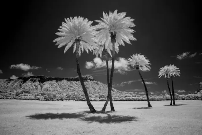 Framed Print : USA, Hawaii, Oahu, Honolulu, Kapiolani Park Diamond Head, Infrared palm trees Framed Print : USA, Hawaii, Oahu, Honolulu, Kapiolani Park Diamond Head, Infrared palm trees