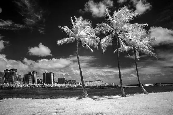 USA, Hawaii, Oahu, Honolulu, Palm trees on the beach