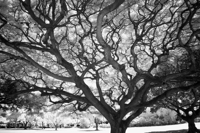 Framed Print : USA, Hawaii, Oahu, Honolulu, Twisted tree limbs