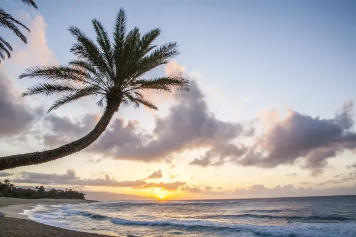 Framed Print : USA, Hawaii, Oahu, North Shore at sunset and palm tree Framed Print : USA, Hawaii, Oahu, North Shore at sunset and palm tree