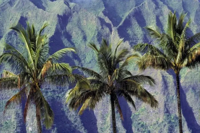 Framed Print : USA, Hawaii, Oahu, Pali Cliffs. Palm trees filter the verdigris-speckled Pali Cliffs Framed Print : USA, Hawaii, Oahu, Pali Cliffs. Palm trees filter the verdigris-speckled Pali Cliffs