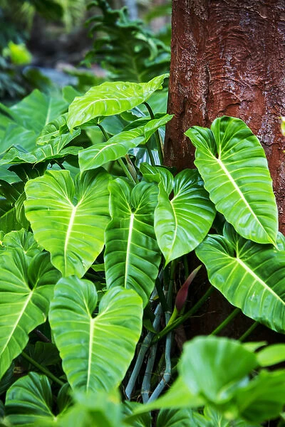 USA; Hawaii; Oahu; Philodendrons Growing in Forest