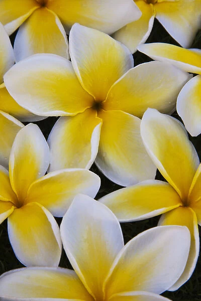USA; Hawaii; Oahu; Plumeria flowers in bloom