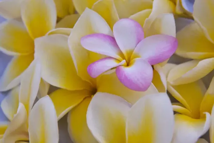 Framed Print : USA; Hawaii; Oahu; Plumeria flowers in bloom Framed Print : USA; Hawaii; Oahu; Plumeria flowers in bloom