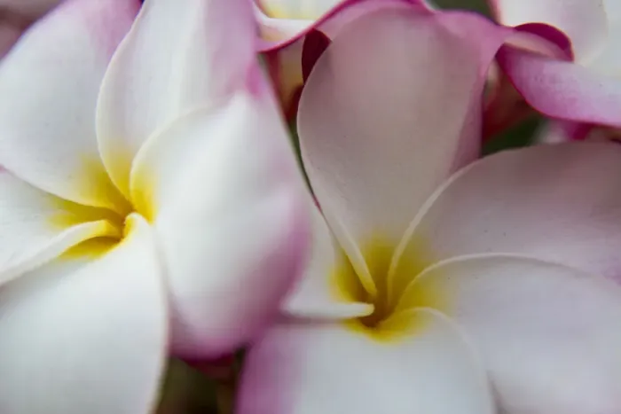 Framed Print : USA; Hawaii; Oahu; Tropical Gardens with close up of a Plumeria flower Framed Print : USA; Hawaii; Oahu; Tropical Gardens with close up of a Plumeria flower
