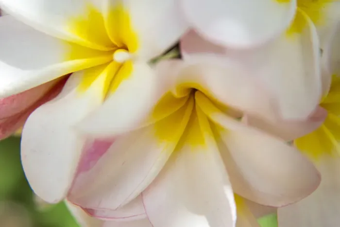 Framed Print : USA; Hawaii; Oahu; Tropical Gardens with close up of a Plumeria flower Framed Print : USA; Hawaii; Oahu; Tropical Gardens with close up of a Plumeria flower