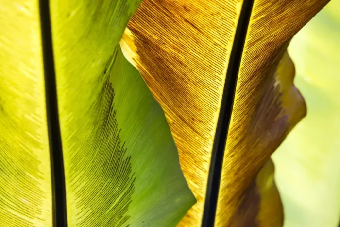 Framed Print : USA; Hawaii; Oahu; Tropical Gardens with philodendrons