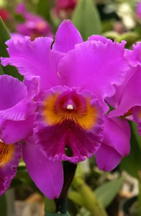 Framed Print : USA, Hawaii, Orchid Framed Print : USA, Hawaii, Orchid